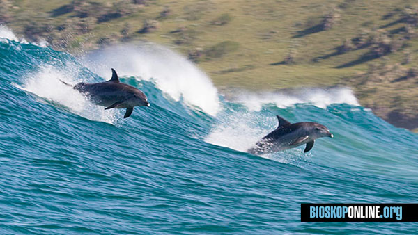 Nonton film Dolphin Reef 2020 subtitle Indonesia