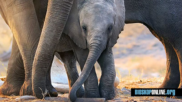 Nonton film Elephant 2020 subtitle Indonesia