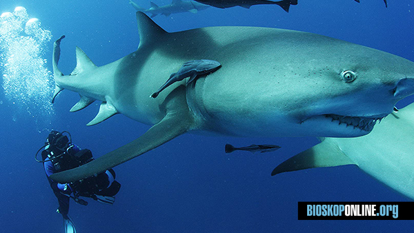 Nonton film SHARKWATER EXTINCTION 2018 subtitle Indonesia