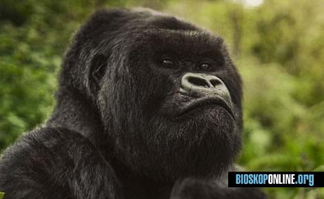 nonton film A Gorilla Story Told by David Attenborough (2026) subtitle Indonesia